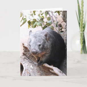 Tarjeta Wombat