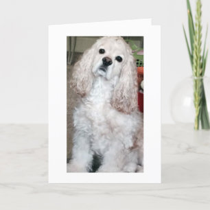 TARJETA WOOF WOOF/FELIZ CUMPLEAÑOS DICE COCKER SPANIEL
