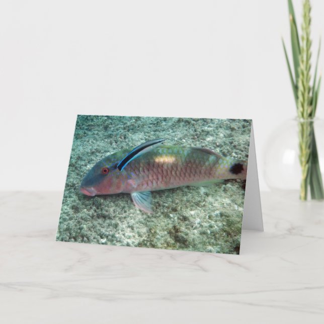 Tarjeta Wrasse del limpiador de Bluestreak (dimidiatus de (Anverso)
