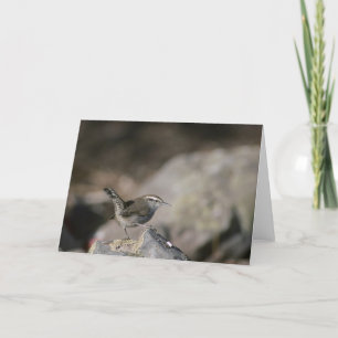 Tarjeta Wren