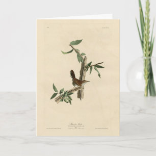 Tarjeta Wren de Bewick de los pájaros de América de Audubo