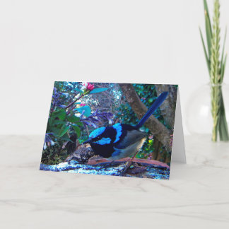 Tarjeta Wren de hadas magnífico azul, pájaro australiano