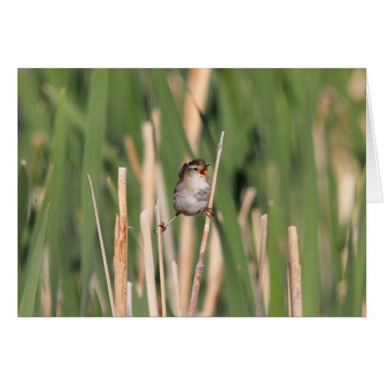 Tarjeta Wren de pantano