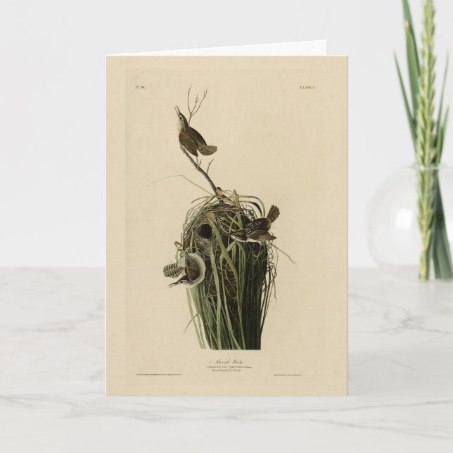 Tarjeta Wren del pantano de los pájaros de América de Audu (Anverso)