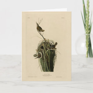 Tarjeta Wren del pantano de los pájaros de América de Audu