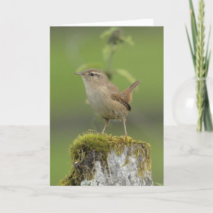 Tarjeta Wren Scotland