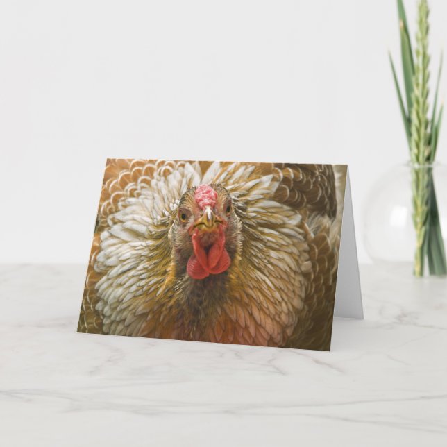 Tarjeta Wyandotte Hen, Con Banda Dorada (Anverso)