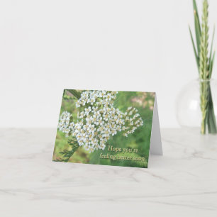 Tarjeta Yarrow (Achillea millefolium) Recuperación rápida