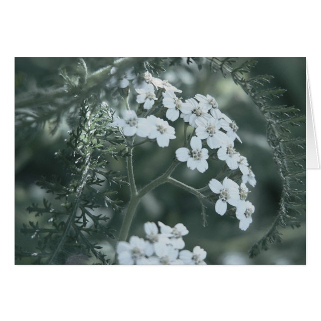 Tarjeta Yarrow Wild (Anverso (Horizontal))