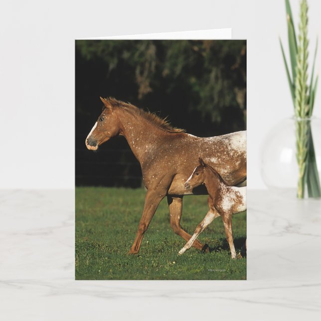 Tarjeta Yegua y potro del Appaloosa (Anverso)