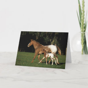 Tarjeta Yegua y potro del Appaloosa