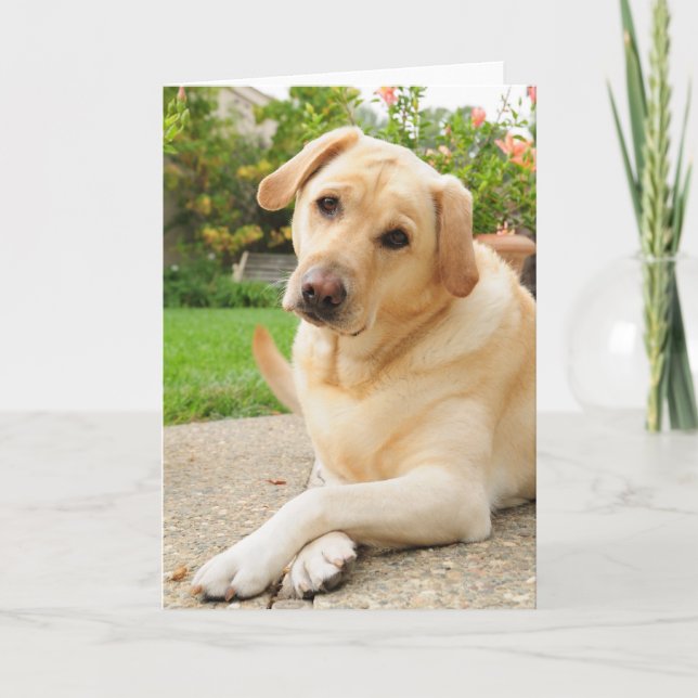 Tarjeta Yellow Labrador dog (Anverso)