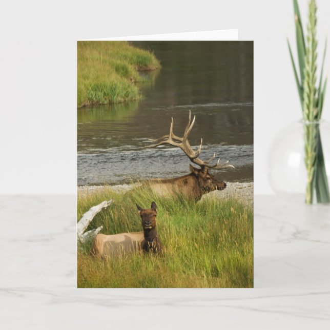 Tarjeta Yellowstone Mates (Anverso)