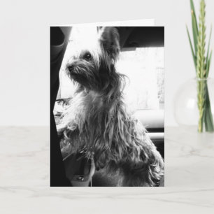 Tarjeta Yorkie