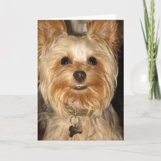 Tarjeta yorkie (Anverso)