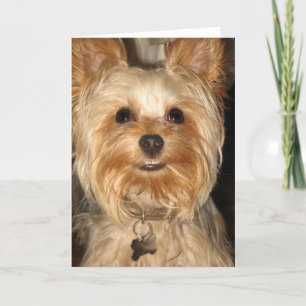 Tarjeta yorkie