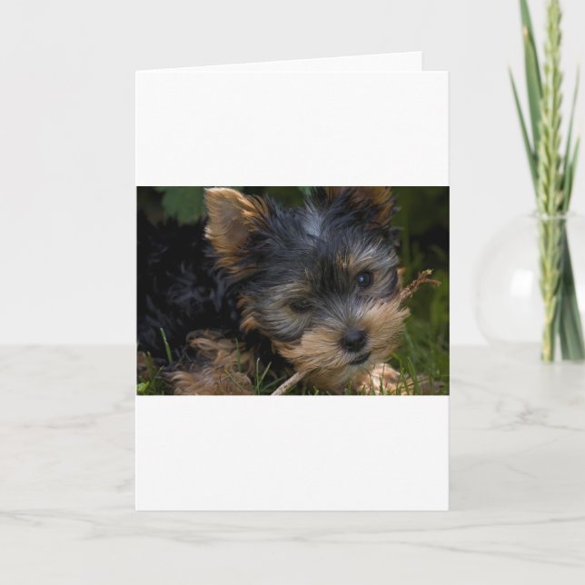 Tarjeta yorkie con palo (Anverso)