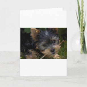 Tarjeta yorkie con palo