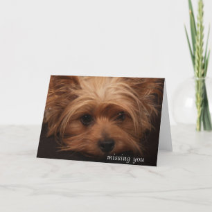Tarjeta Yorkie que le falta