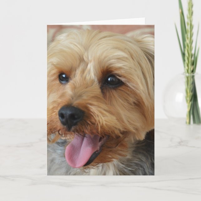 Tarjeta Yorkie Zac (Anverso)