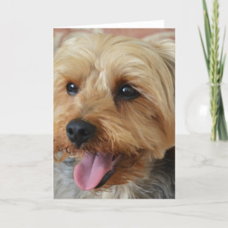 Tarjeta Yorkie Zac