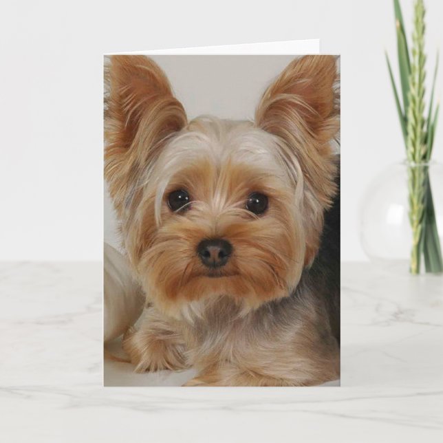Tarjeta Yorkshire Terrier (Anverso)