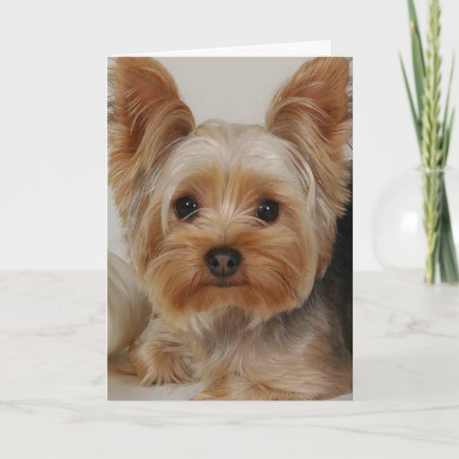 Tarjeta Yorkshire Terrier (Anverso)