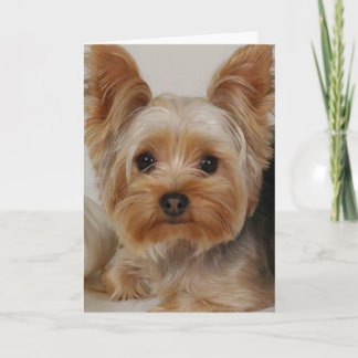 Tarjeta Yorkshire Terrier