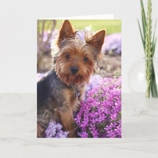 Tarjeta Yorkshire Terrier