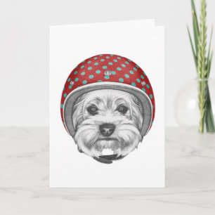 Tarjeta Yorkshire Terrier Daredevil