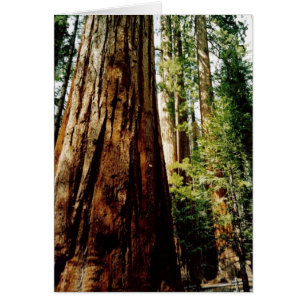 Tarjeta Yosemite de secuoyas
