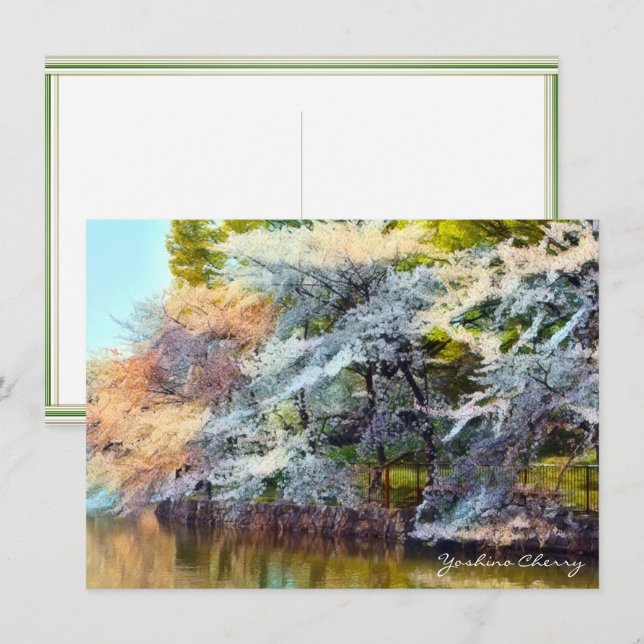 Tarjeta Yoshino Cherry: Flat Card (Anverso / Reverso)