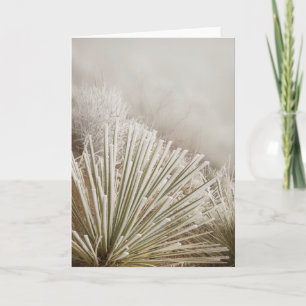 Tarjeta Yucca Cubierta De Escarcha En Invierno