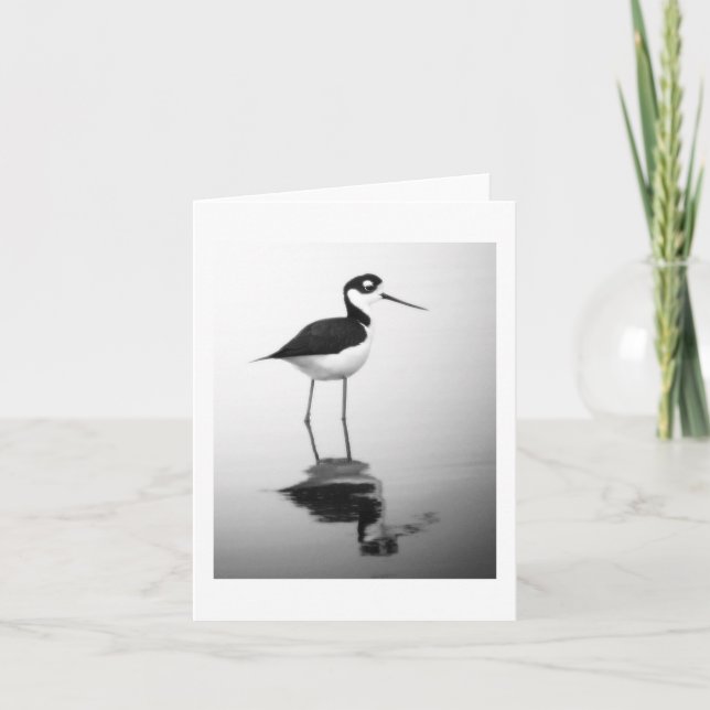 Tarjeta zanco Negro-necked Notecard (Anverso)
