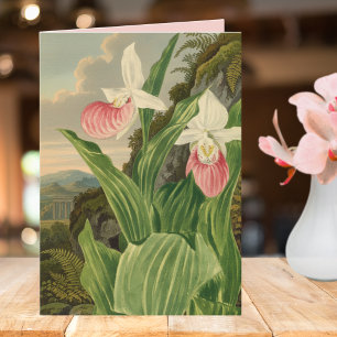 Tarjeta Zapatilla de Dama Rosa Orquídea Botánica Vintage