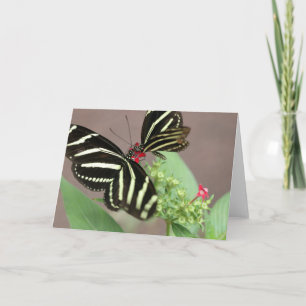 Tarjeta Zebra