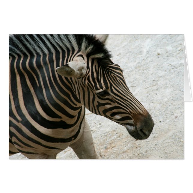 Tarjeta Zebra (Anverso (Horizontal))