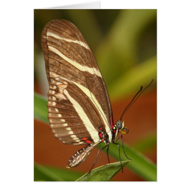 Tarjeta zebra larga (Frente)
