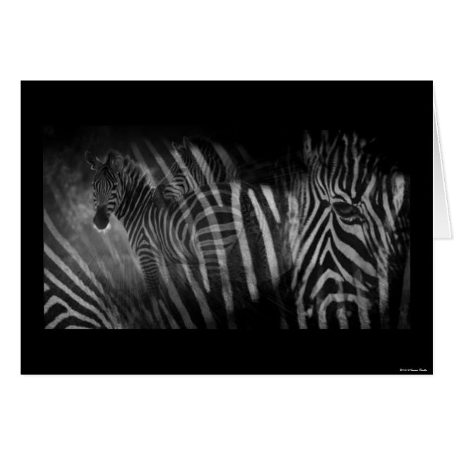 Tarjeta Zebras (Anverso (Horizontal))