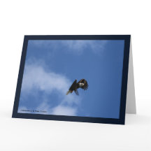 Zeroing in the Catch