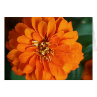 Tarjeta Zinnia