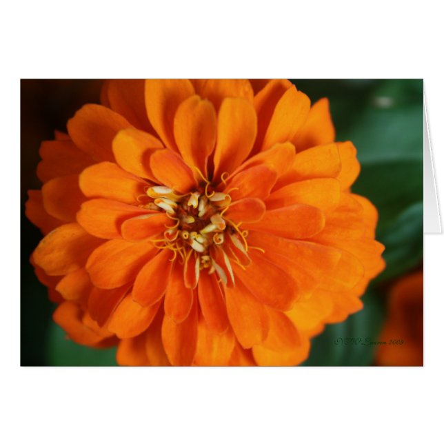 Tarjeta Zinnia (Anverso (Horizontal))