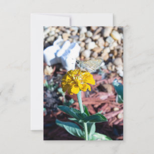 Tarjeta Zinnia Amarilla Floral con Fotografía de Polilla