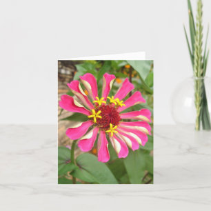Tarjeta Zinnia multicolor