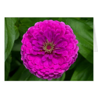 Tarjeta zinnia púrpura