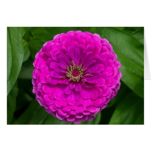 Tarjeta zinnia púrpura (Anverso (Horizontal))