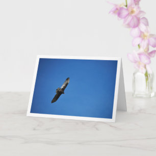 Tarjeta Zopilote Aura en Cielo Azul