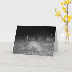 Tarjeta Zorro Elegante en Foto de Fauna Silvestre del Camp