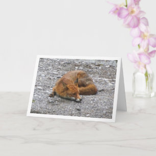 Tarjeta Zorro Rojo en la Carretera