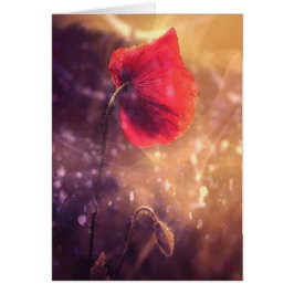 Tarjetas a solas de la madrugada de la amapola